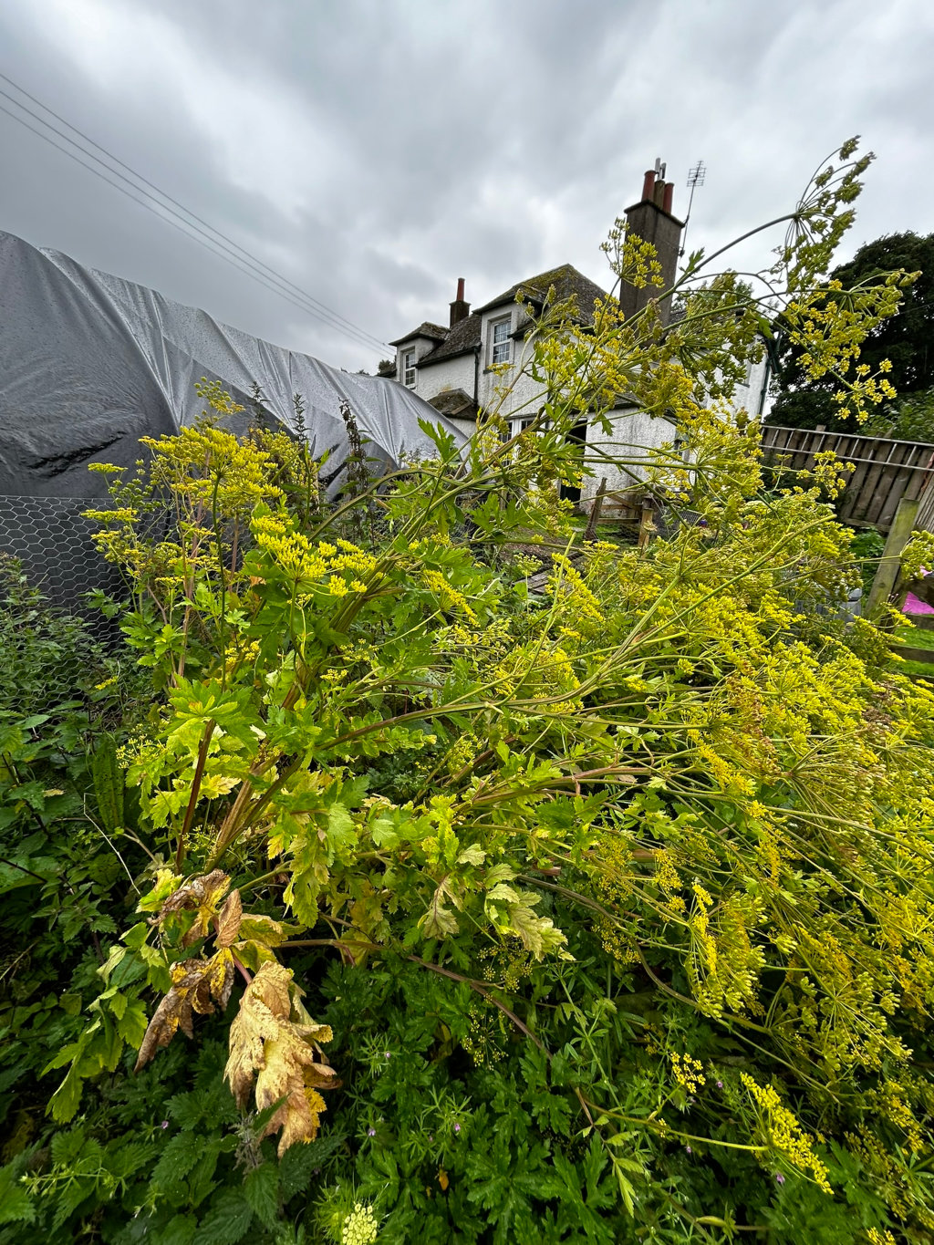 Large, overgrown plant with yellow flowers in the foreground. It's situated in a garden setting, partially obscuring a view of a white house in the background. A black tarp covers a section of a fence or wall behind the plant. 
