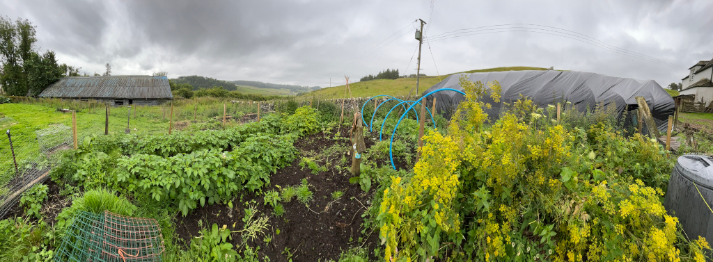 Panoramic view of a garden plot on an overcast day. In the foreground are various plants, including what appear to be potato plants, and a large patch of yellow flowering plants. There are simple structures in place for supporting plants (possibly PVC pipes). In the background is an old barn and a large structure covered in black plastic sheeting, which may be a temporary shelter or storage unit.