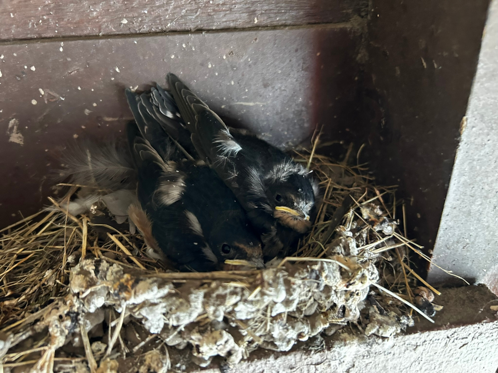 Two baby birds nestled together in a nest made of twigs, dry grass, and mud. The nest is situated in a wooden structure, possibly a birdhouse or a crevice in a building. The baby birds are mostly dark-coloured with some lighter patches of downy feathers. They appear to be young and helpless.