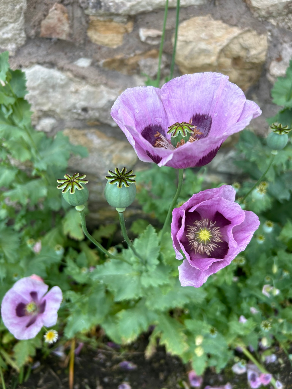 Close-up view of a poppy plant against a stone wall background. Two fully bloomed pale purple poppies with dark purple centres are prominent, along with two immature seed pods, and a partially visible third poppy. The plant's foliage is lush and green. The stone wall provides a natural, textured backdrop.