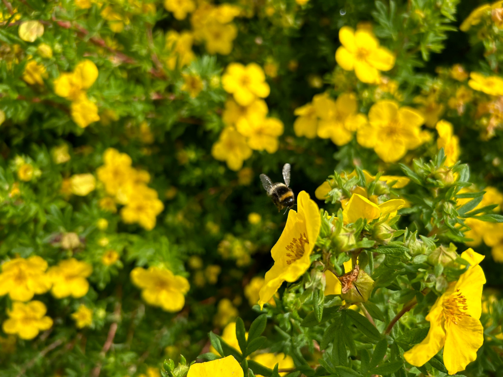 Bumblebee in flight, approaching a cluster of bright yellow flowers. The flowers are densely packed together, forming a vibrant, almost overwhelmingly yellow background. The focus is primarily on the bee and the blossoms it is approaching, with the background flowers softly blurred.