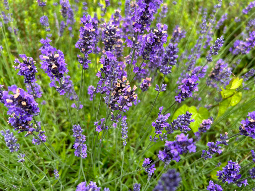 Dense area of lavender plants in bloom. The purple flowers are in various stages of bloom, and the green stems and foliage are clearly visible. The focus is on the central cluster of lavender, though the depth of field shows many more plants in the background. A bee can be seen on one of the lavender blooms.