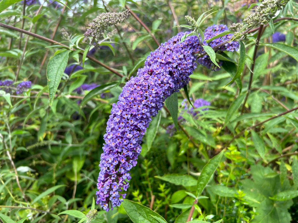 Close-up view of a long, slender inflorescence of lavender-coloured flowers, characteristic of a Buddleja davidii (butterfly bush), emerging from a backdrop of lush green foliage. The focus is sharply on the central flower spike, with the surrounding plants slightly blurred, creating a shallow depth of field. The overall impression is one of natural beauty and vibrancy.