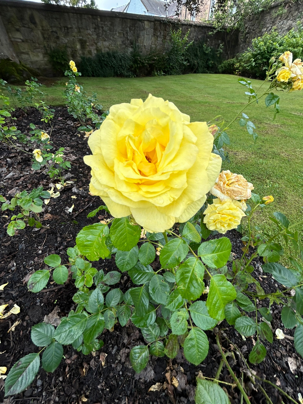 Vibrant, fully bloomed yellow rose in the foreground. It's the central focus, dominating the frame. The rose is surrounded by other smaller, yellow roses, some of which appear to be wilting or past their prime. The roses are planted in dark soil against a backdrop of a stone wall and a neatly mowed green lawn.