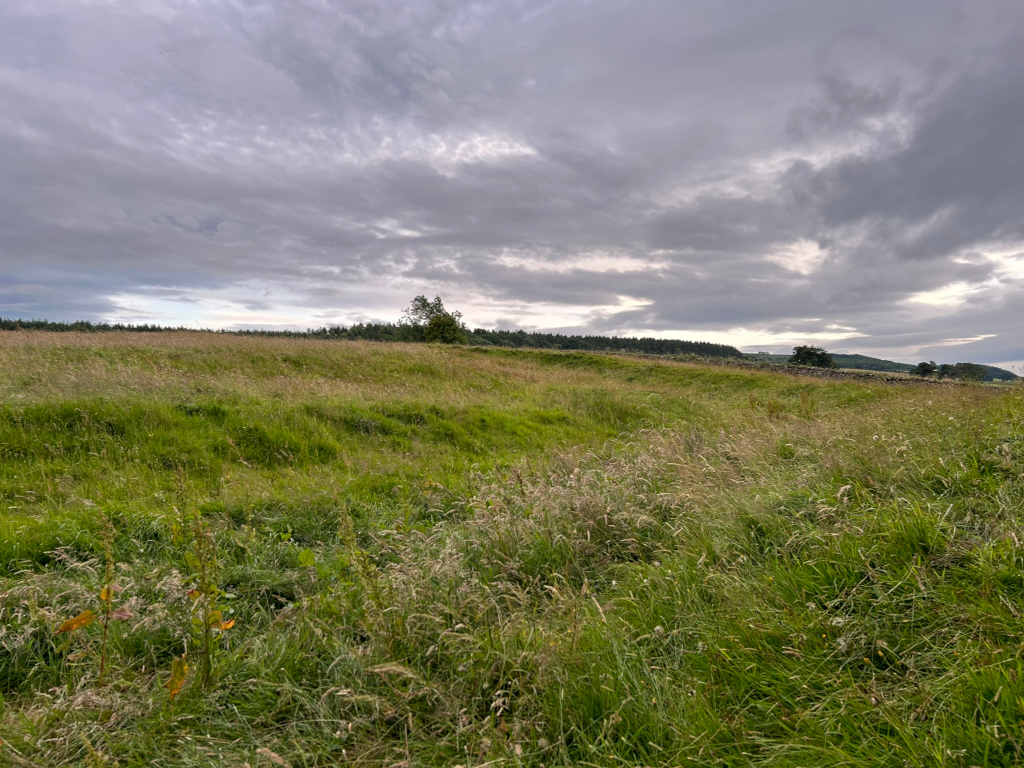 Sprawling field of tall grass under a cloudy sky. The grass is uneven in height and texture, with some areas appearing taller and more windblown than others. In the distance, a line of trees and a low stone wall are visible against the horizon.