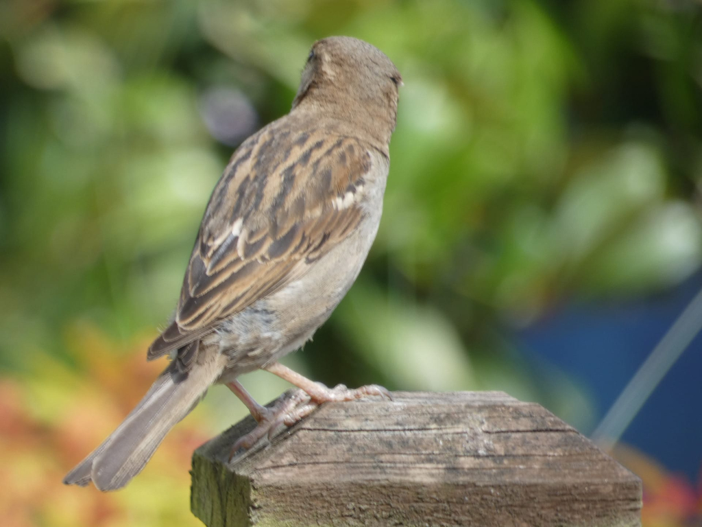 House sparrow perched on a weathered wooden post. The bird is facing away from the camera, its back and tail feathers prominently displayed. The background is blurred, suggesting a shallow depth of field, and consists of out-of-focus green foliage. The overall impression is a casual, candid shot of a common bird in a natural setting.