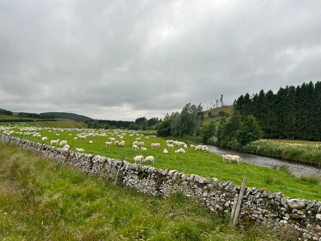 Large flock of white sheep grazing in a lush green field beside a calm river. A low stone wall runs along the foreground, partially separating the viewer from the scene. In the background, there's a line of trees and rolling hills under a cloudy sky.