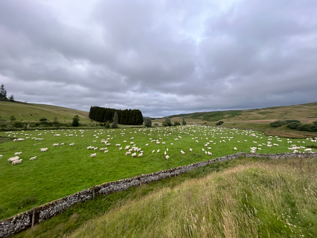 Large flock of sheep grazing in a lush green pasture. The pasture is bordered by a low stone wall, and in the background, rolling hills and a stand of dark green trees are visible under a cloudy sky. 