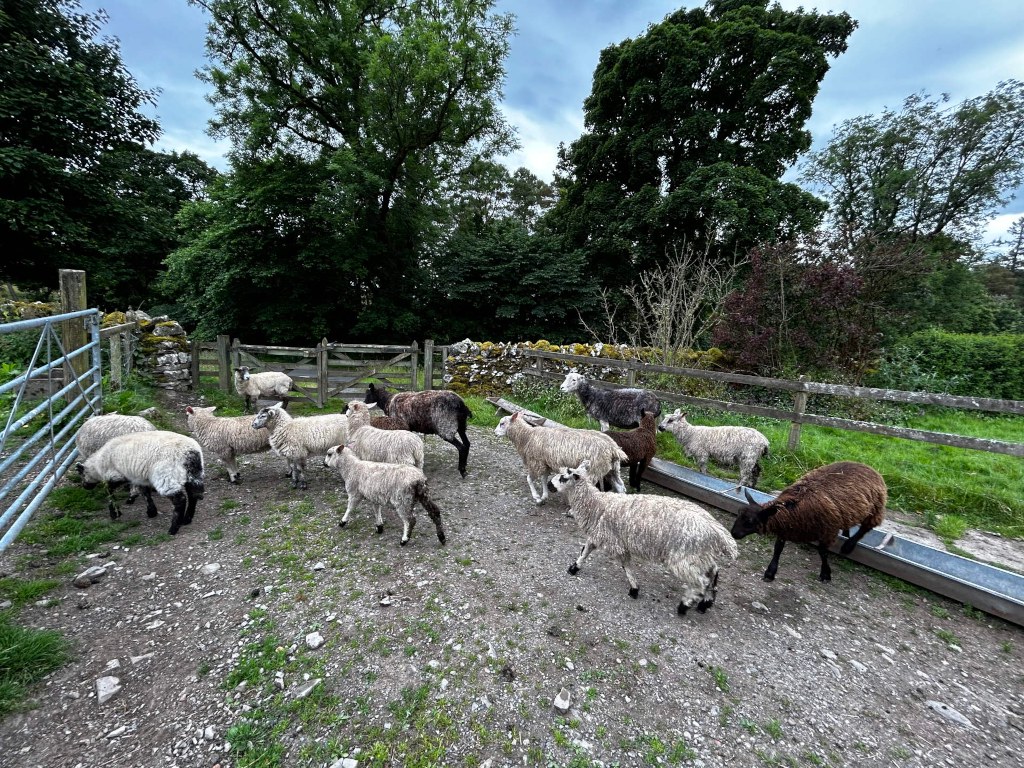 Flock of sheep, predominantly white and light grey, with a few darker ones, gathered in a farmyard. They are near a wooden fence and a trough, suggesting they are being fed. The background depicts lush green trees and a cloudy sky; the overall setting is pastoral and rural.