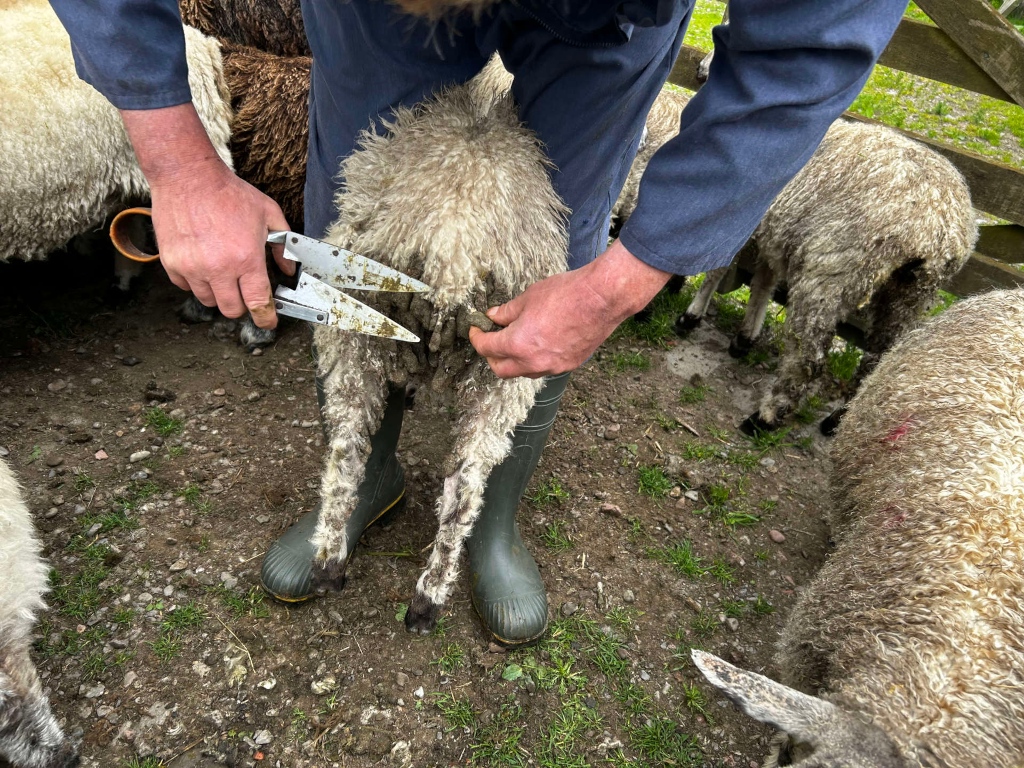 Charlie shearing a sheep's legs using a pair of shears. He is wearing dark blue overalls and green rubber boots. The sheep is light brown, and there are other sheep visible in the background. The setting appears to be a farm or field.