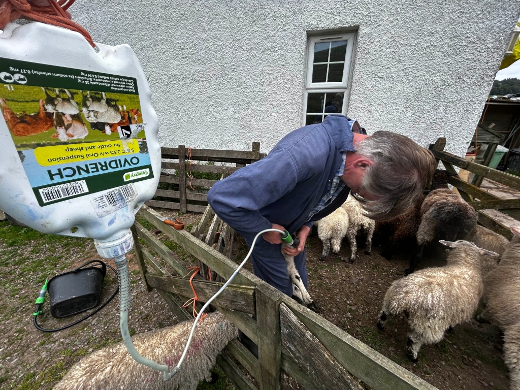 Charlie administering medication to a sheep from a large plastic container labelled OVIDRENCH. He is crouched beside a wooden pen containing several sheep. The setting appears to be a rural farm. The overall impression is one of routine farm work, focusing on animal health and welfare.