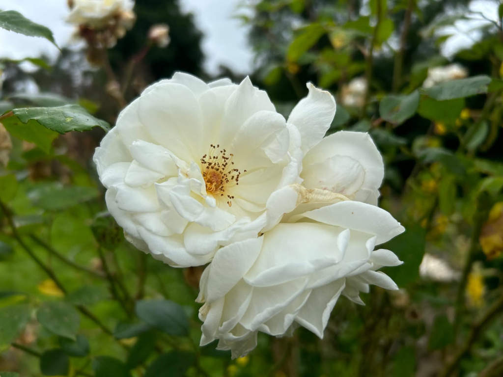 Close-up of two fully bloomed white roses clustered together. The roses are a delicate, creamy white and show slight signs of ageing or weathering, with some petals appearing slightly discoloured. They are nestled amongst green foliage, which is slightly out of focus, drawing attention to the flowers.