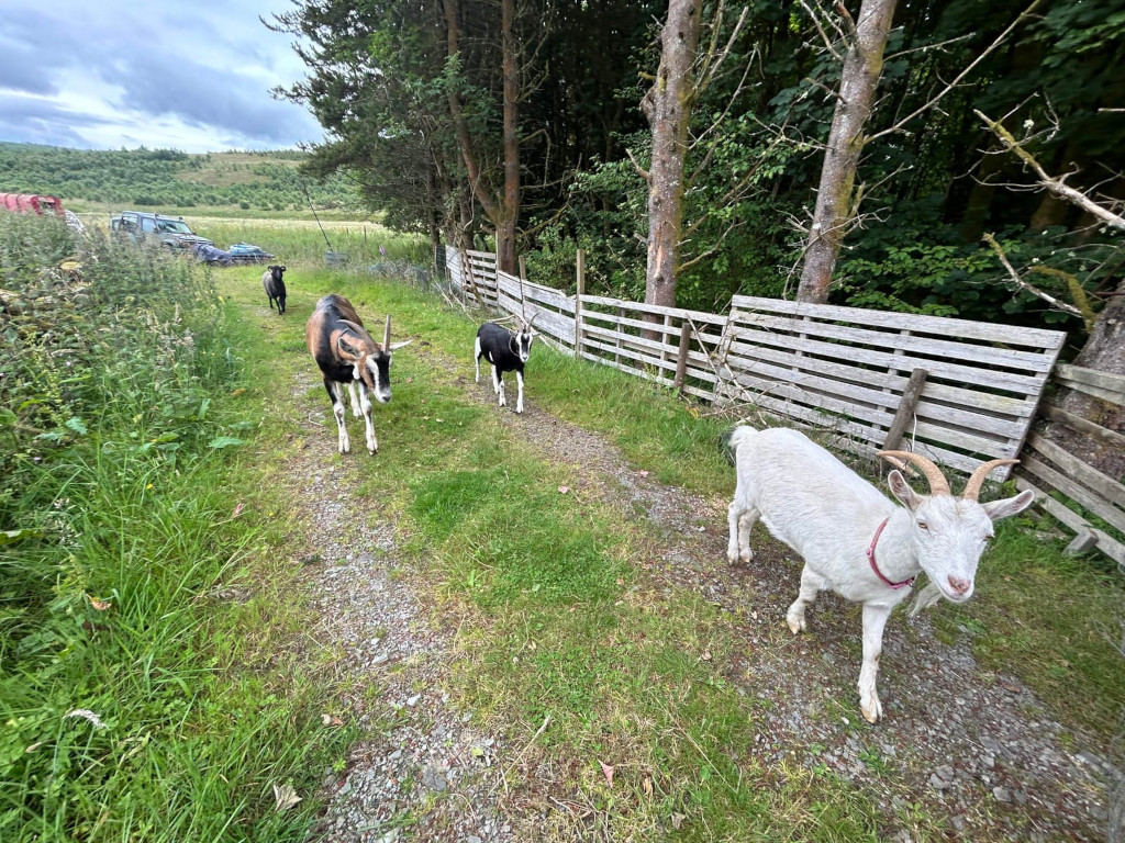Four goats walking down a gravel path beside a wooden fence. The path is bordered by tall grass, and a wooded area is visible in the background. Cars are parked in the distance. Three of the goats are dark colored, while one is white. 