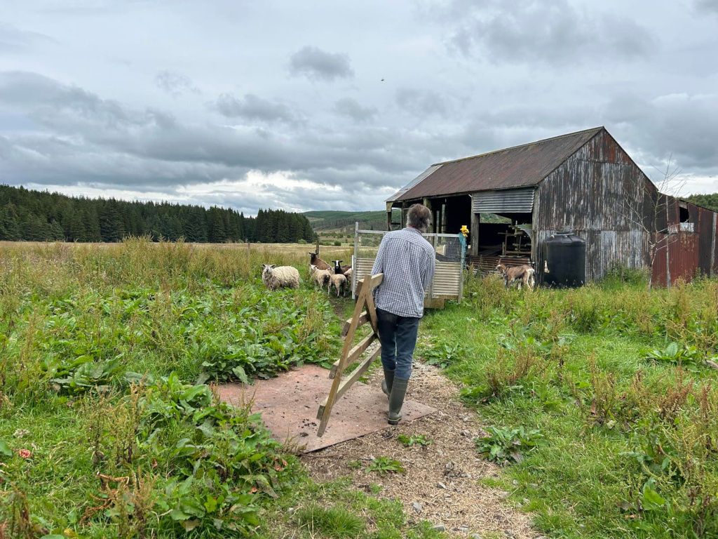 Charlie walking away from the camera towards a rustic barn in a field. Several sheep and goats are visible in the field, some near the barn and others further out. The overall setting suggests a rural farm or agricultural environment. The sky is overcast.