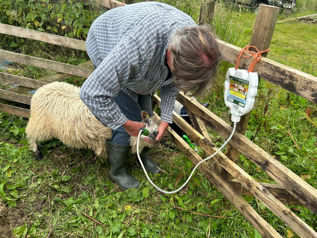 Charlie administering medication to a sheep through a tube connected to a plastic bottle hanging on a wooden fence. The farmer is bending over the sheep, holding the tube to its mouth. The setting appears to be a pasture or field.
