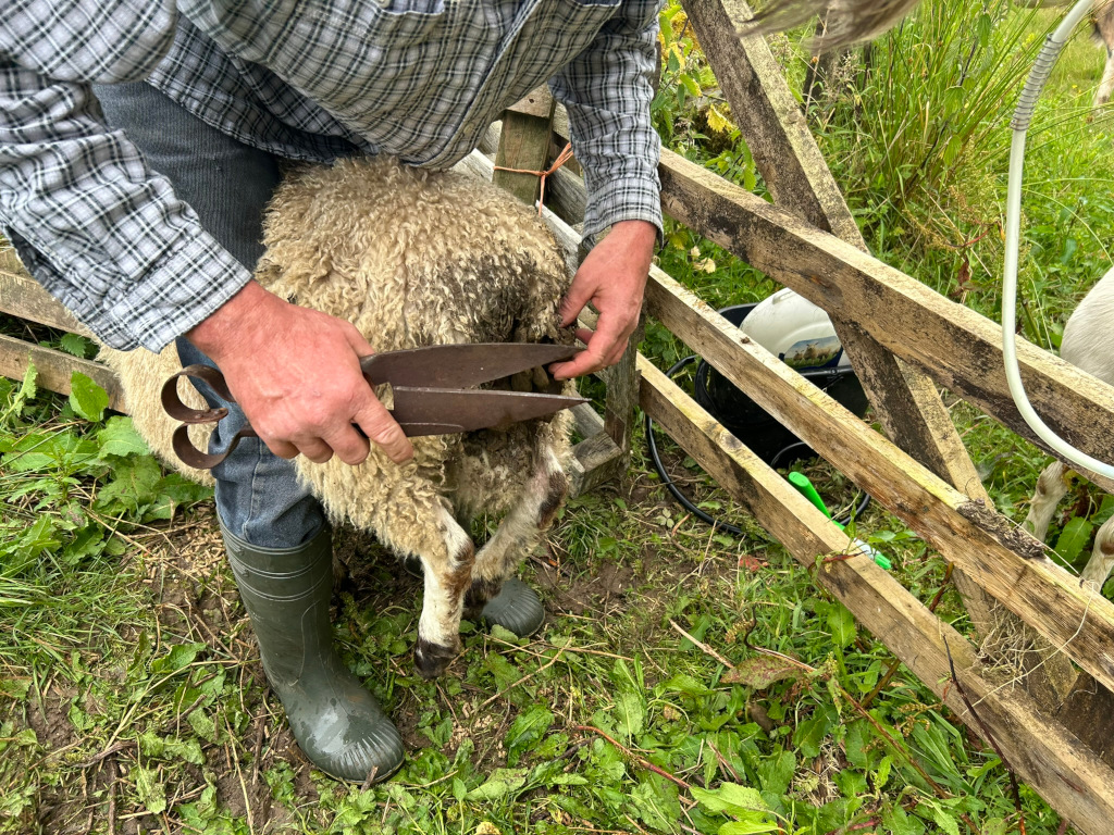 Charlie shearing a sheep using large shears. The person is wearing a plaid shirt, jeans, and rubber boots. The sheep is light-coloured with thick wool. The shearing is taking place outdoors, near a wooden fence.