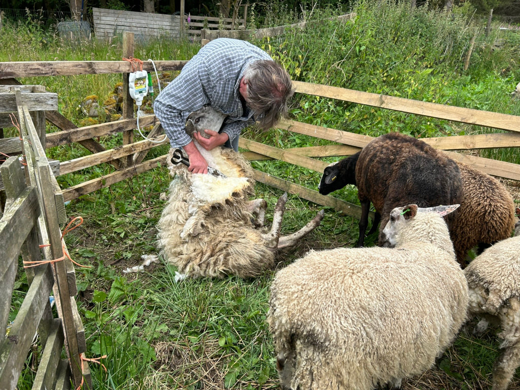Charlie shearing a sheep in a wooden pen. Other sheep are present, watching the process. The scene is outdoors in a grassy field. The focus is on the act of shearing, highlighting the manual labour involved in sheep farming.