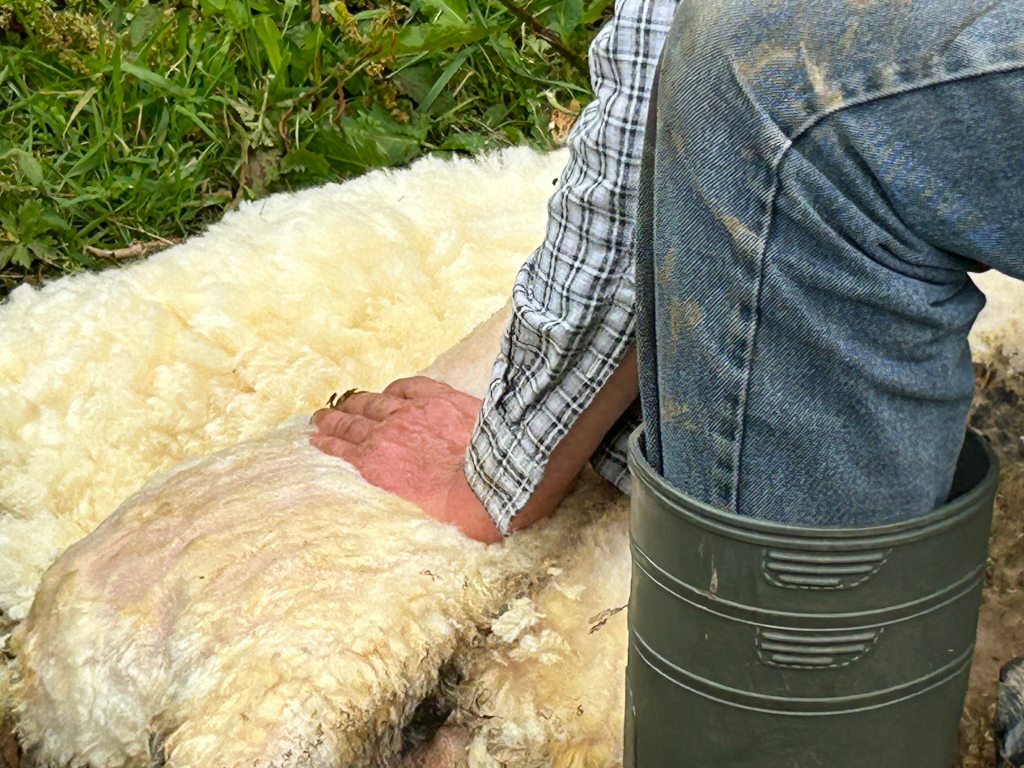 Charlie's hand gently resting on the fleece of a sheep, which has been shown. He is wearing muddy jeans and green rubber boots. The background consists of green grass and vegetation. The overall impression is one of a farming or shepherding context, possibly during or after shearing.