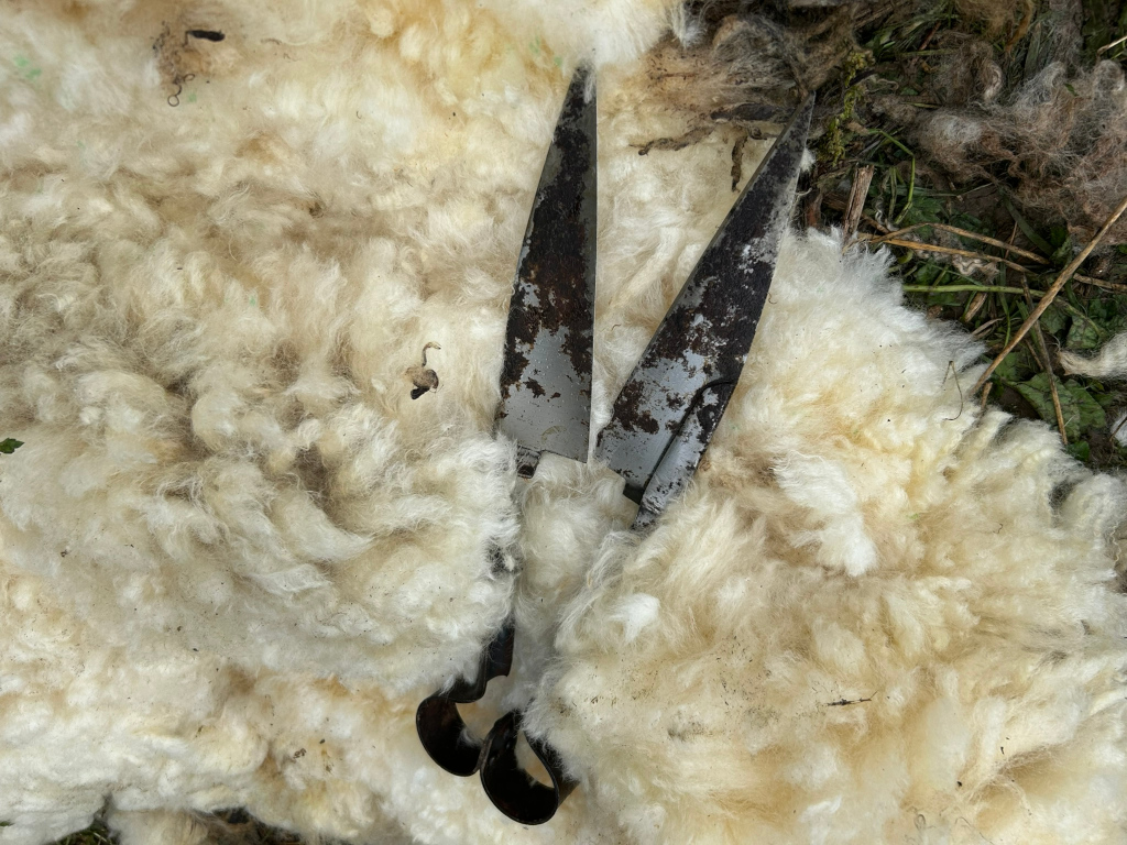 Pair of large shears lying on a pile of freshly shown sheep's wool. The wool is light beige and fluffy, contrasting with the dark metal of the shears. The background includes patches of grass and other vegetation.