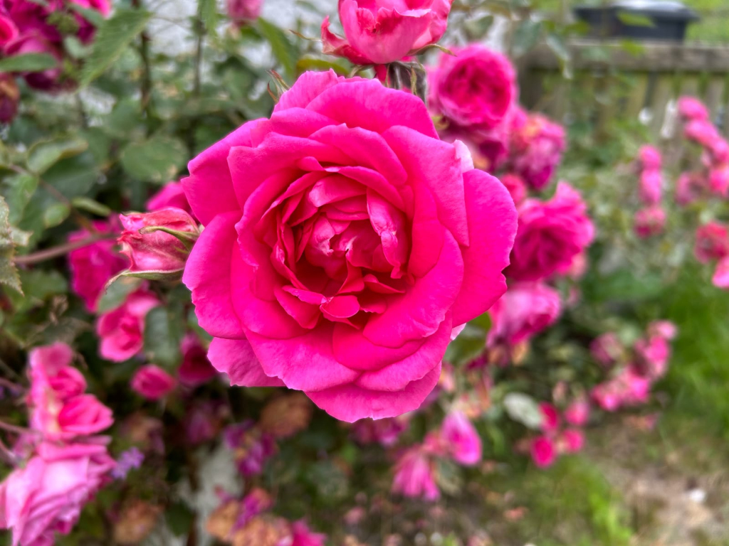 Vibrant pink rose in full bloom, prominently featured in the foreground. It's surrounded by a profusion of other pink roses, some in bud, some fully opened, and some showing signs of aging or wilting. The background is blurred but shows more roses and green foliage, suggesting a rose bush or garden.