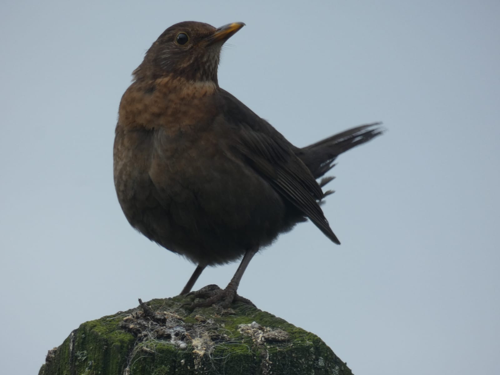 Female blackbird perched on a mossy post against a muted sky. The bird is in profile view, slightly turned to the left, and its tail is slightly fanned out. The overall impression is one of quiet observation.