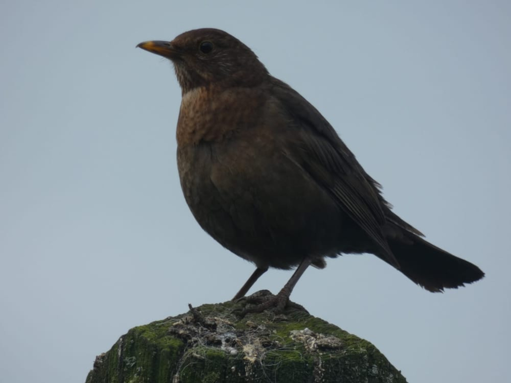 Female blackbird perched on a mossy, weathered post against a muted, light-grey sky. The bird is in sharp focus, exhibiting detailed plumage in shades of dark brown. Its posture is alert but relaxed. The background is uniformly out of focus, drawing attention solely to the bird.
