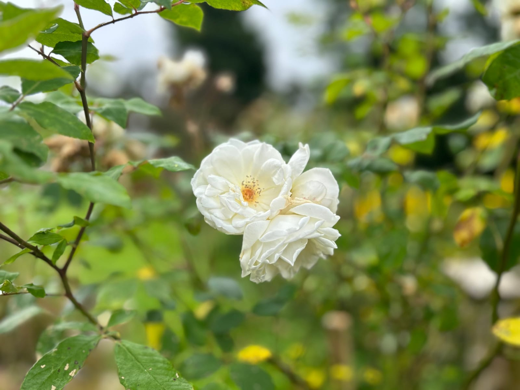 Close-up of a cluster of delicate, fully bloomed white roses. The roses are the central focus, with a blurred background of green foliage and other out-of-focus roses, suggesting a garden setting.