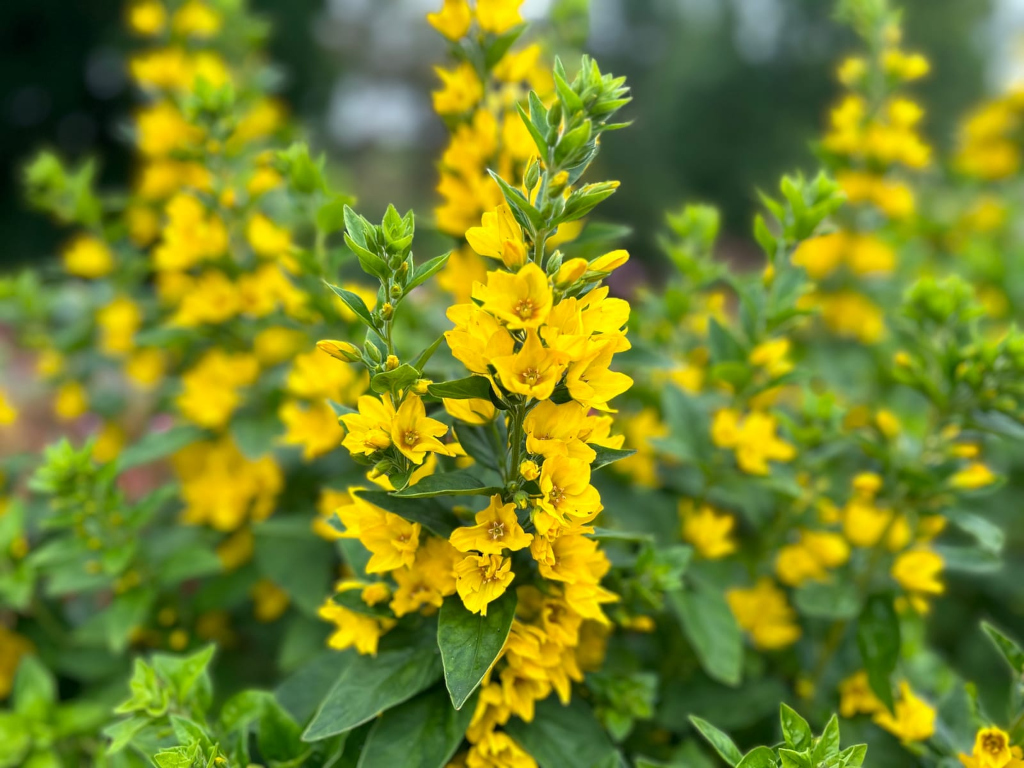 Close-up view of a cluster of bright yellow flowers, likely Lysimachia vulgaris (garden loosestrife), densely packed together. The flowers are arranged in vertical spikes, and the surrounding foliage is a lush green. The background is blurred, suggesting a shallow depth of field, which draws attention to the vibrant yellow blossoms in the foreground.