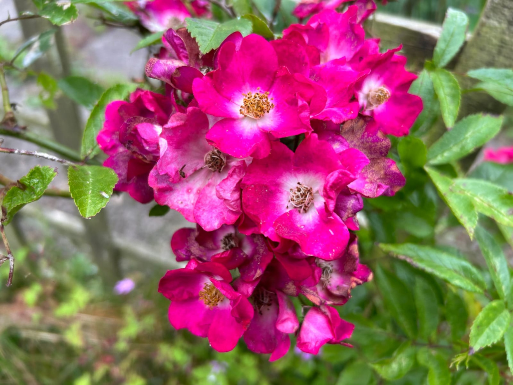 Close-up view of a cluster of vibrant pink roses in full bloom. The roses are densely packed together, some showing slight signs of aging or discoloration around the edges of their petals. They are attached to a green stem and leaves, suggesting they are part of a rose bush. The background is blurred, indicating a shallow depth of field, and shows further greenery. 