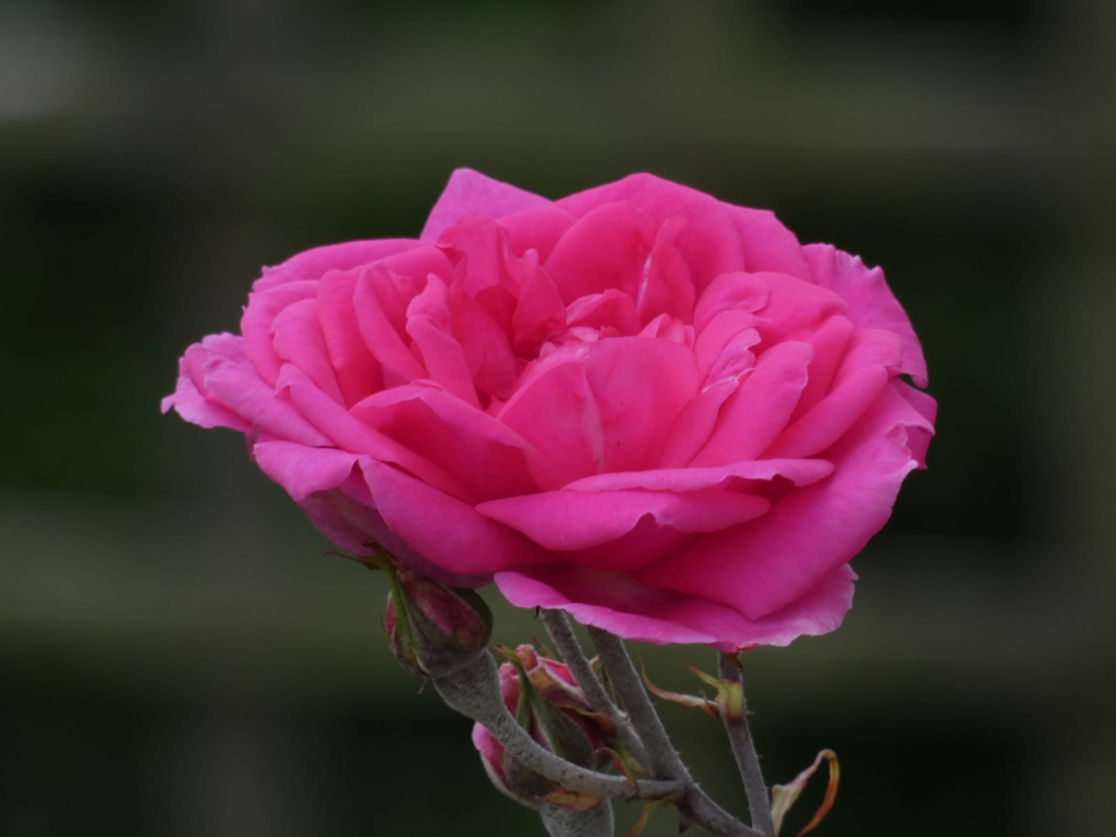 Single, vibrant pink rose in full bloom. It's the central focus against a softly blurred, dark green background. The rose is shown from a slightly low angle, emphasising its full, lush petals. There are also smaller, unopened rosebuds visible on the stem below the main bloom.