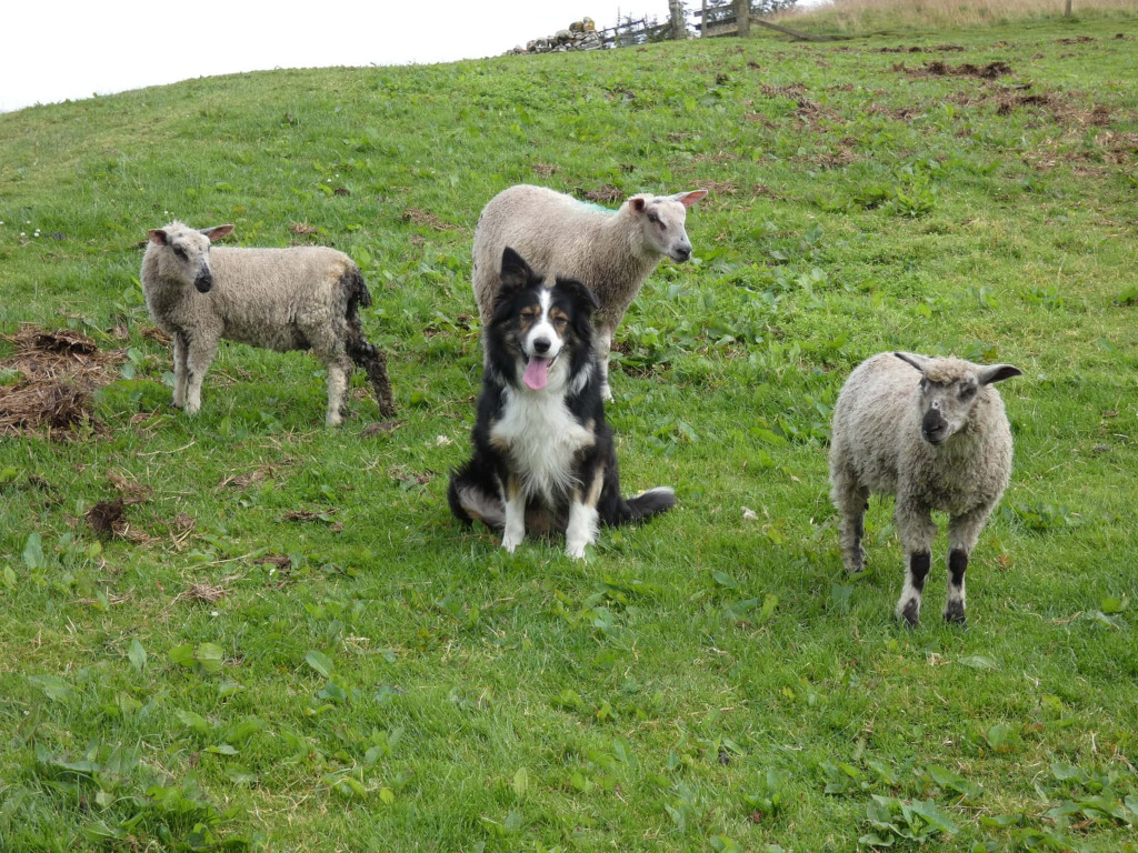 Border collie sitting in a grassy field with three sheep. Two of the sheep appear to be young lambs, while the third is slightly larger. The dog is positioned centrally, and seems to be calmly observing the sheep. 