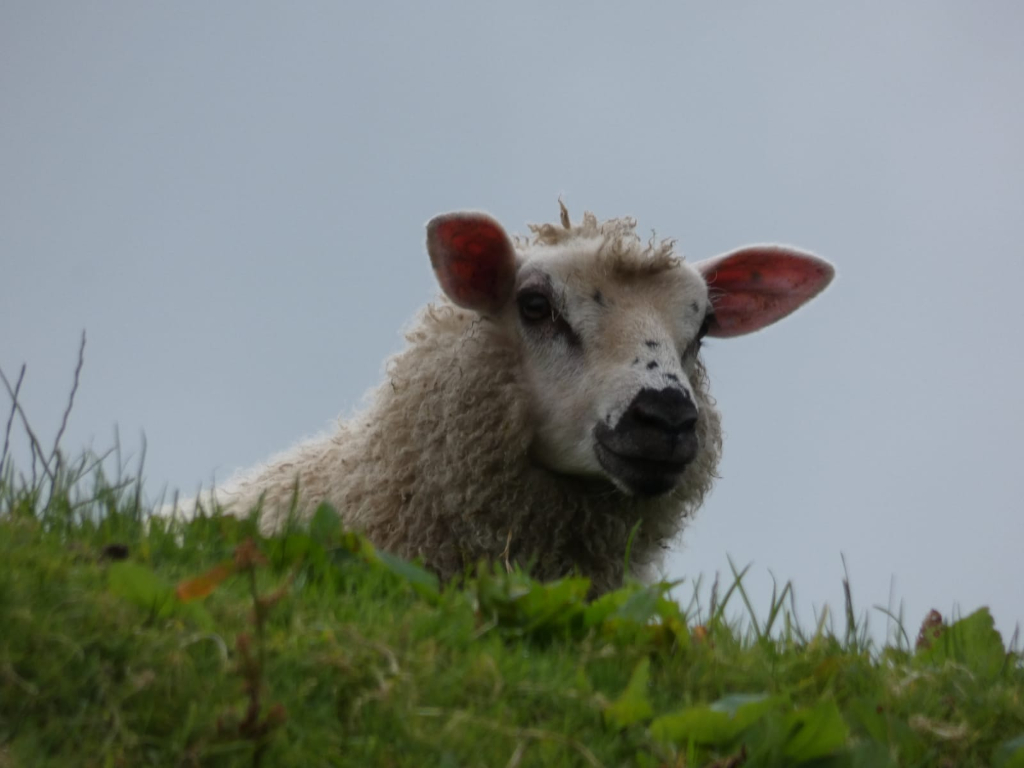 Sheep lying down in a grassy field, partially hidden by the vegetation. The sheep is mostly white with some light beige or tan colouring, and has distinctive dark markings on its face. Its ears are pinkish. The background is a muted, overcast sky. 