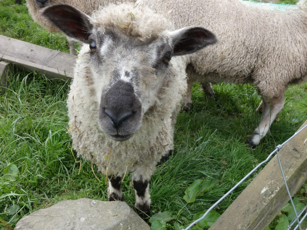 Close-up view of a sheep, predominantly light gray with a darker grey face, standing in a grassy field. The sheep is looking directly at the camera, giving a curious expression. Another sheep is partially visible in the background. A wooden fence post and a rock are also in the foreground.