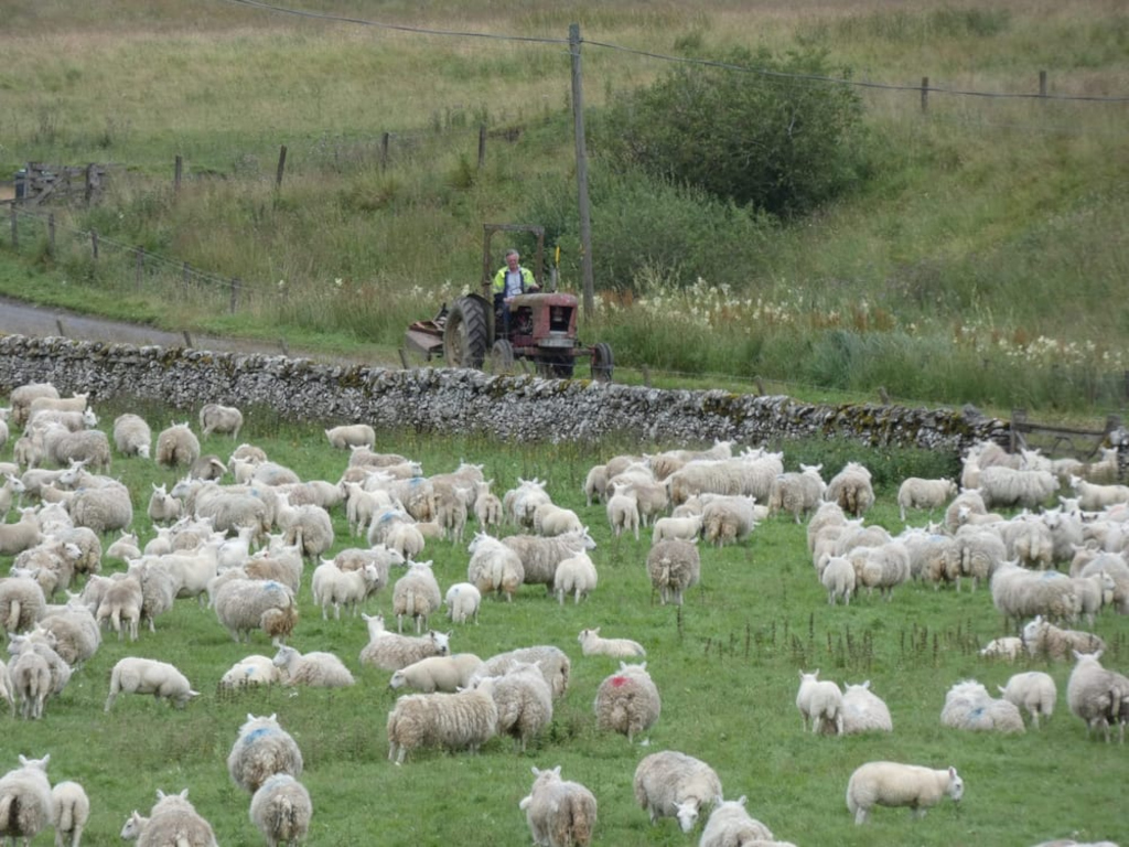 Flock of sheep grazing in a lush green field. Charlie is seen driving a vintage tractor in the background, near a low stone wall. The scene is peaceful and pastoral, evoking a sense of rural life and traditional farming practices.