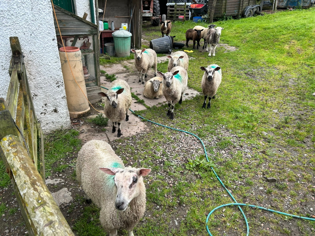 Flock of sheep, predominantly light-coloured with some darker markings, standing in a grassy area next to a farm building. Several sheep appear to have small green markings on their coats. The setting seems rural, with farm equipment and structures partially visible in the background.
