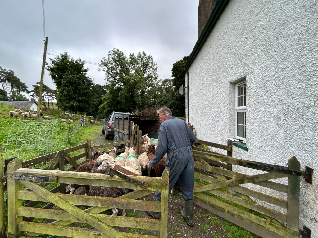 Charlie herding a flock of sheep through a wooden gate into a pen. The sheep are mostly brown and white, and Charlie is wearing dark blue overalls and boots.  The scene is set in a rural location, with a whitewashed house and a truck visible in the background. The overall mood is one of quiet, everyday rural activity.