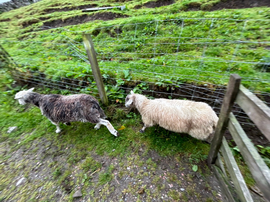 Two sheep walking along a wire fence. One sheep is dark grey, the other is light beige. They are walking alongside a grassy area, and a wooden fence is visible in the foreground. The scene appears to be in a rural or agricultural setting.