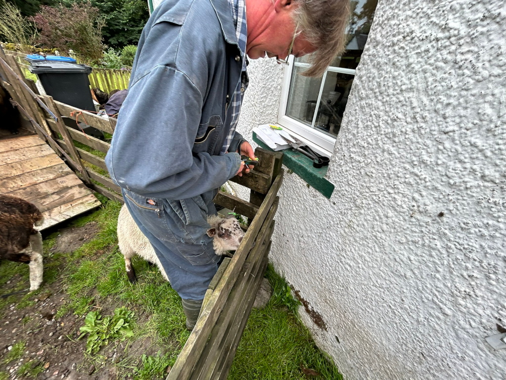 Charlie repairing a wooden fence. A lamb is standing next to him, partially obscured by the fence. Charlie appears to be using tools to fasten tags upon a lamb.