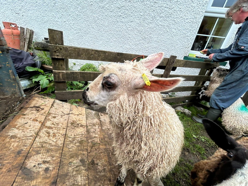 Close-up view of a fluffy, light-coloured sheep with a yellow tag in its ear. The sheep is standing on a weathered wooden platform, possibly a ramp or loading area. In the background, there is a wooden fence, a person in work overalls tending to other sheep, a partly visible building's exterior, and some overgrown vegetation. The overall scene suggests a farm or rural setting.