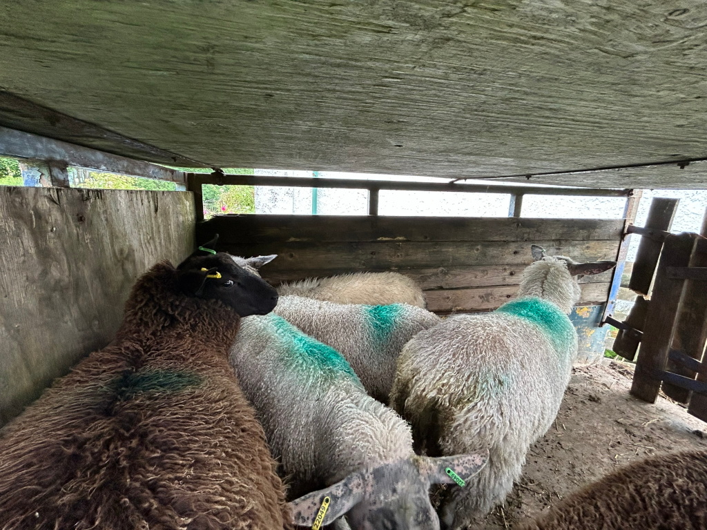 Flock of sheep inside a wooden enclosure, likely a livestock trailer or temporary holding pen. The sheep are huddled together. Some sheep are light grey/white, others are dark brown/black. Several sheep have green markings on their coats, likely indicating ownership or identification. The enclosure is simple and rustic. The overall impression is one of confinement, possibly in transit or awaiting processing.