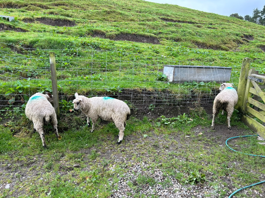 Marked with a light teal spot of paint on their fleece, stand behind a wire fence. Two face away from the camera, while one faces towards the camera, appearing slightly curious. They are in a grassy area, with a trough or feeder visible behind them, on a gently sloping hillside. A wooden gate and a garden hose are partially visible in the bottom-right corner. The overall impression is of a pastoral, rural scene.