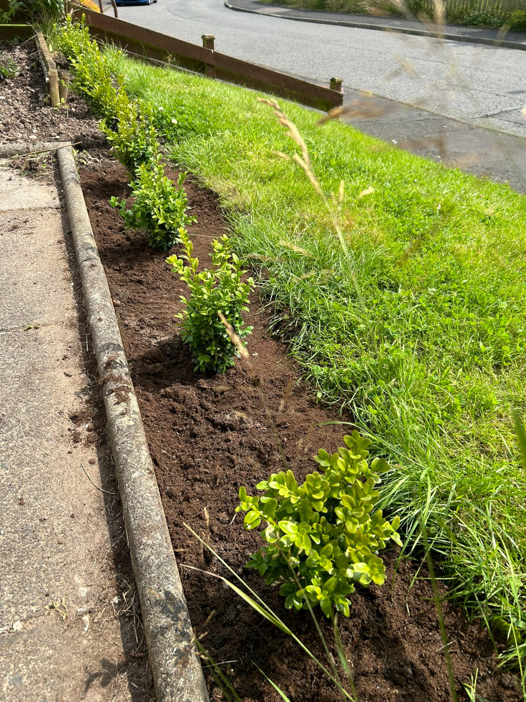 Freshly planted row of boxwood shrubs in a garden bed next to a curb. The soil is dark and rich, and the boxwoods are small but healthy-looking. The garden bed is bordered by existing grass. The scene is outdoors, and a street is visible in the background. The overall impression is one of new growth and gardening work in progress.