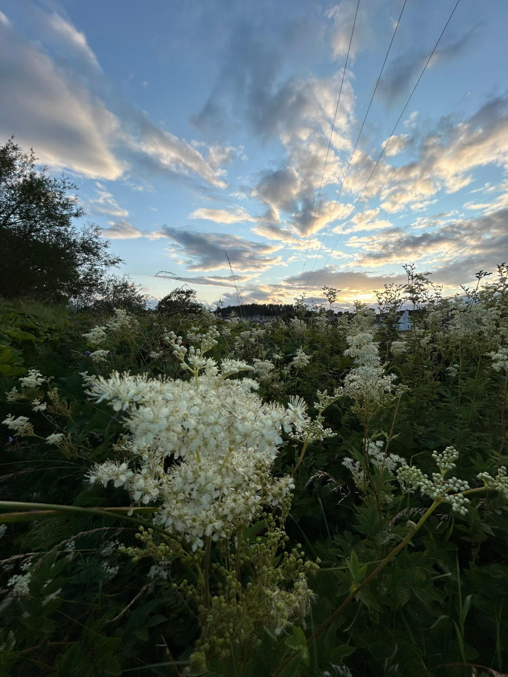 Field of meadow-sweet (Filipendula ulmaria) in bloom at sunset. The delicate white flowers stand out against the darkening green foliage. In the background, a partly cloudy sky displays a soft sunset light, and power lines are visible. The overall mood is peaceful and serene, capturing the beauty of nature at twilight.
