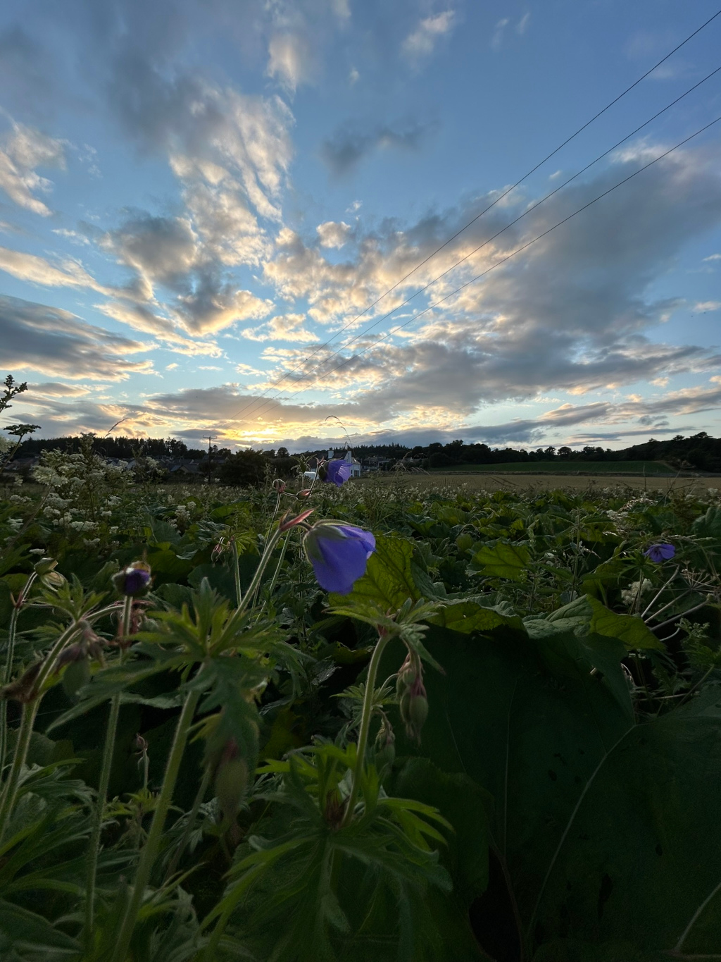 Field of wildflowers at sunset. The sky is a mix of blue and clouds with a golden hue near the horizon where the sun is setting. Two prominent purple flowers are in the foreground with other buds and greenery, creating a contrast against the field and the sky. Power lines stretch across the upper portion of the image from left to right. In the distance, there's a hint of residential areas and trees silhouetted against the sunset.