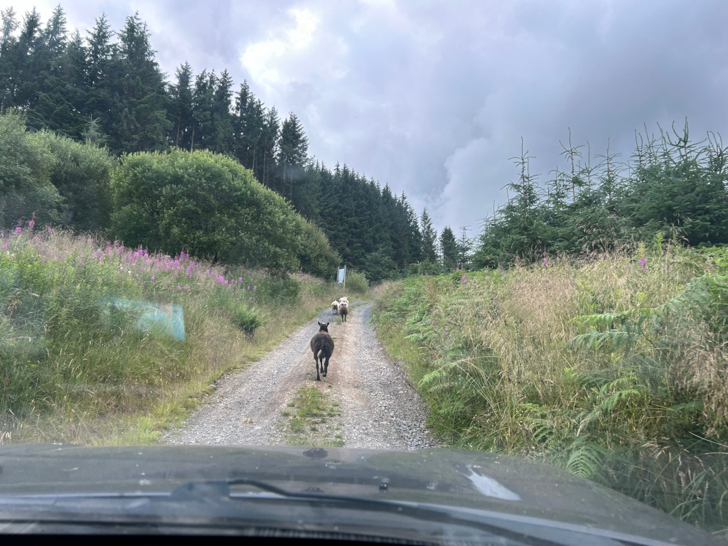 Gravel road winding through a lush green landscape. Three sheep are visible walking ahead on the road, with a dark-coloured sheep or goat leading the way. Tall grasses and wildflowers line the sides of the road, and a dense forest of evergreen trees forms a backdrop. The view is from inside a vehicle, with the top of the windshield visible at the bottom of the frame. The overall impression is one of a serene, rural setting.