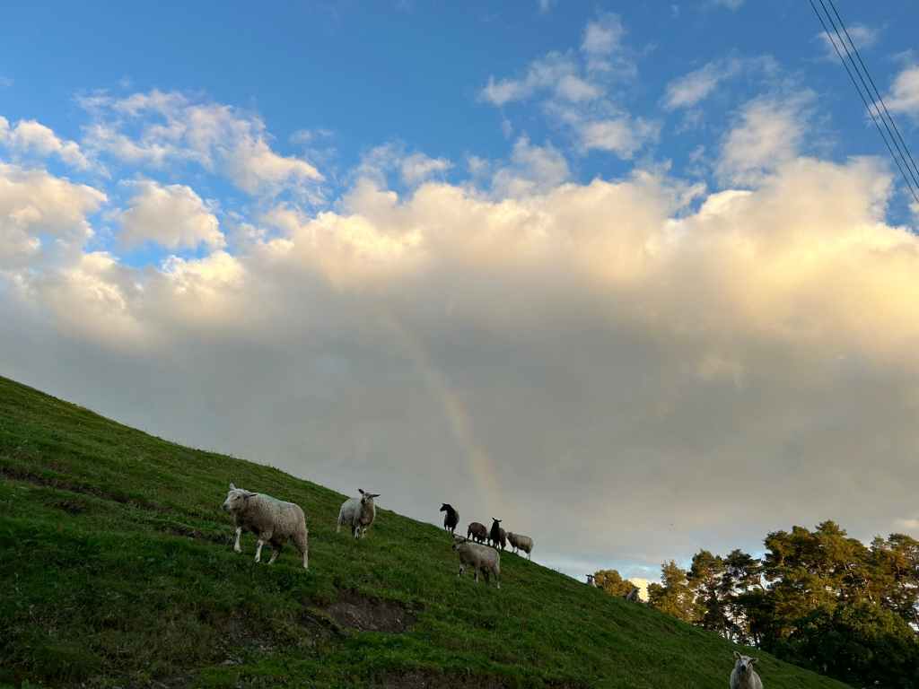 Grassy hillside under a partly cloudy sky. A rainbow is faintly visible in the clouds. A small flock of sheep are grazing on the hillside. The scene is peaceful and pastoral.