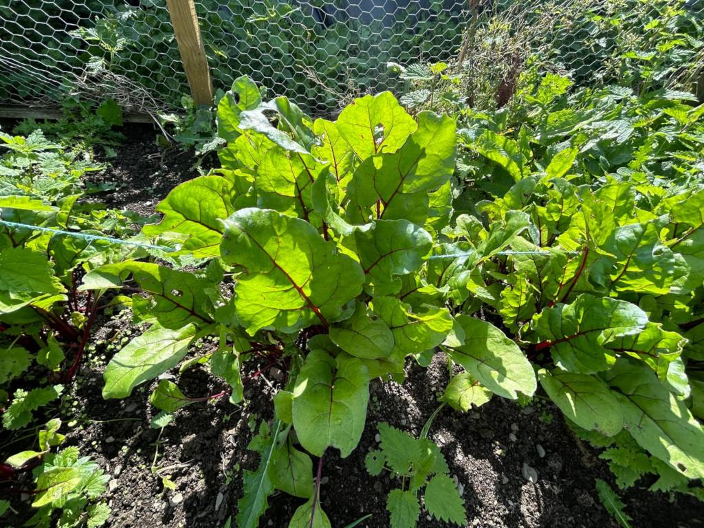 Close-up view of several vibrant, healthy chard plants growing in a garden bed. The plants are lush green with prominent red stalks, and they are thriving in the sunlight. A section of chicken wire fencing is visible in the background, suggesting a protected garden area. The soil appears dark and fertile.