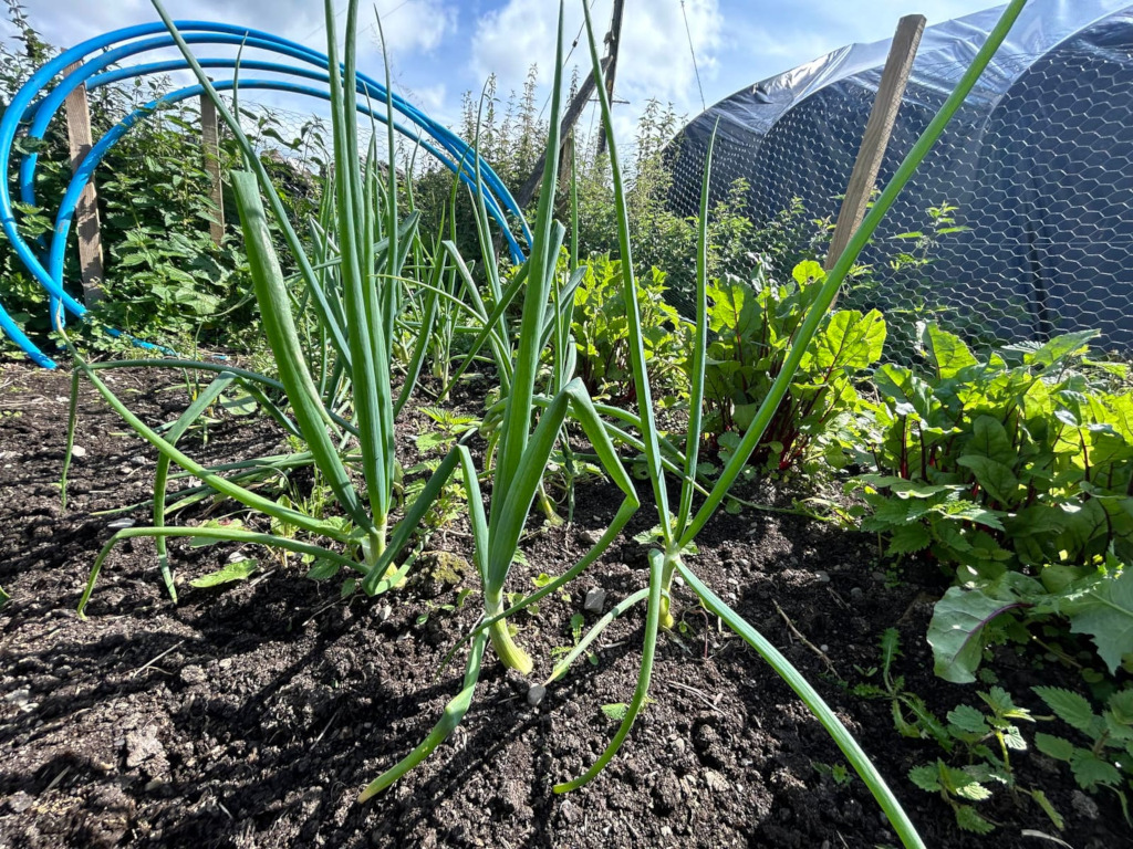 Vegetable garden plot. In the foreground are several bunches of scallions growing in dark soil. Behind them, to the right, are chard plants. In the background, there's a wire mesh fence, a section of gardening plastic sheeting, and some blue irrigation pipes. The overall impression is one of a sunny day in a productive home garden.