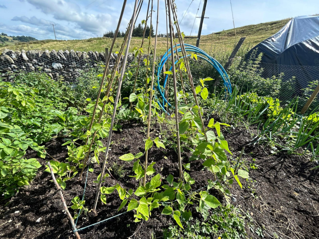 Vegetable garden plot. In the foreground is a section dedicated to climbing beans, supported by a tepee-like structure made of wooden poles. Surrounding the beans are other green, leafy plants; some appear to be additional bean plants, while others might be other vegetables. A stone wall is visible in the background, along with a temporary structure (possibly a tarp or shelter) and some more vegetation. The overall impression is a sun-drenched, thriving garden.