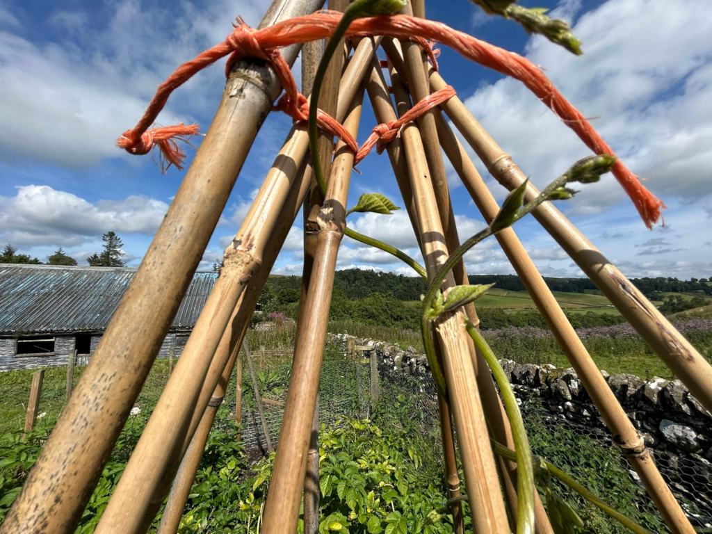 Close-up view of a wigwam-style plant support structure made of bamboo poles tied together with orange rope. A climbing plant, possibly beans, is growing up the poles. The background features a rural landscape with a stone wall, fields, and a distant farmhouse under a bright, sunny sky. The overall impression is one of a thriving garden in a picturesque countryside setting.